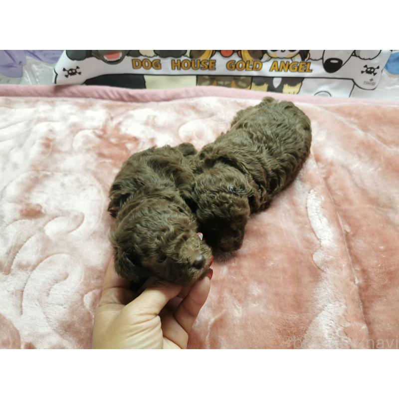 販売中の茨城県のトイプードル-418090の3枚目