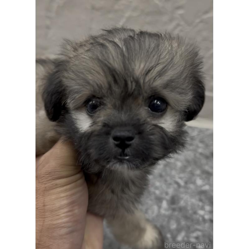 商談中の福岡県のミックス犬-415263の5枚目