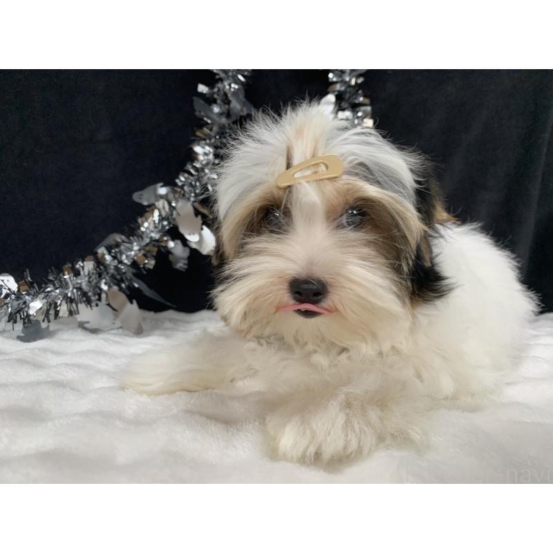 販売中の大分県のビューワーテリア-394320の14枚目