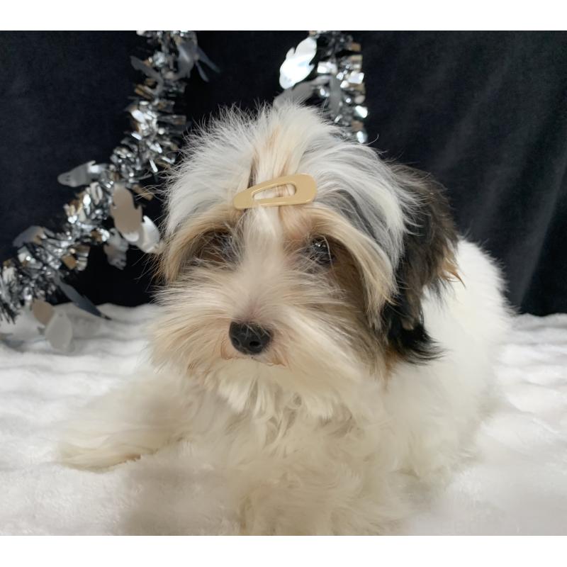 販売中の大分県のビューワーテリア-394320の13枚目