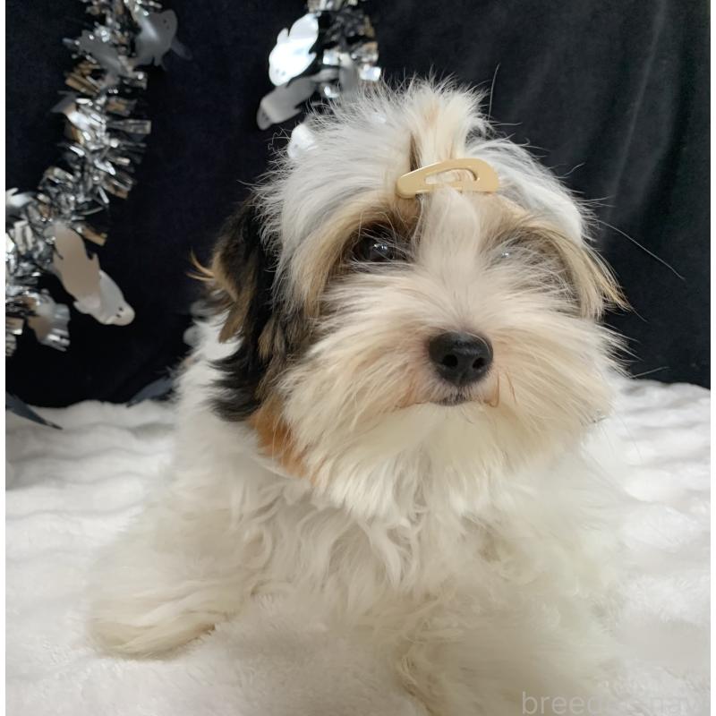 販売中の大分県のビューワーテリア-394320の12枚目