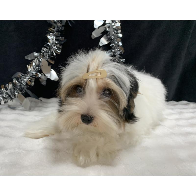 販売中の大分県のビューワーテリア-394320の11枚目