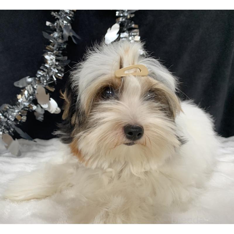 販売中の大分県のビューワーテリア-394320の10枚目