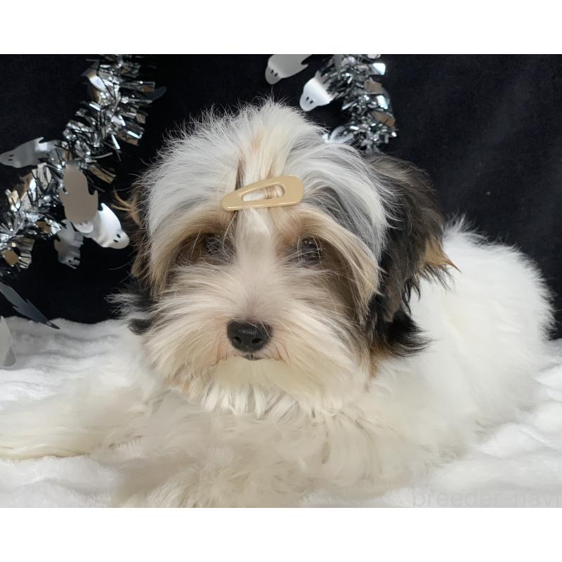 販売中の大分県のビューワーテリア-394320の9枚目