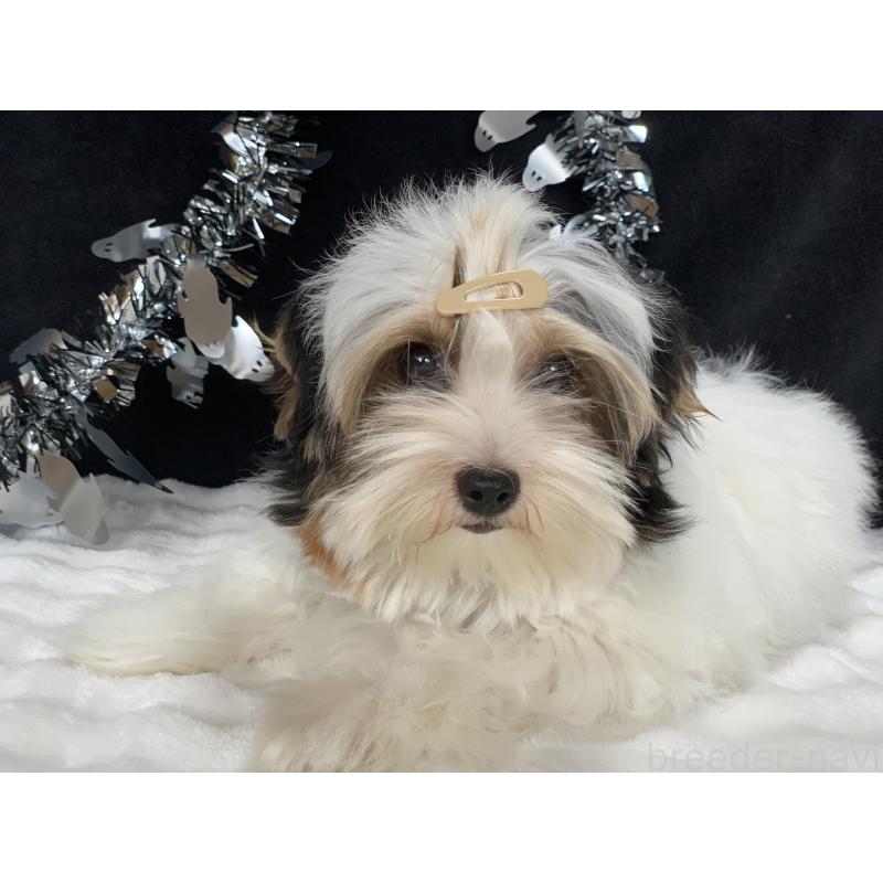 販売中の大分県のビューワーテリア-394320の8枚目