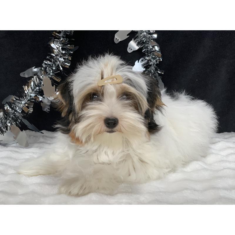 販売中の大分県のビューワーテリア-394320の7枚目