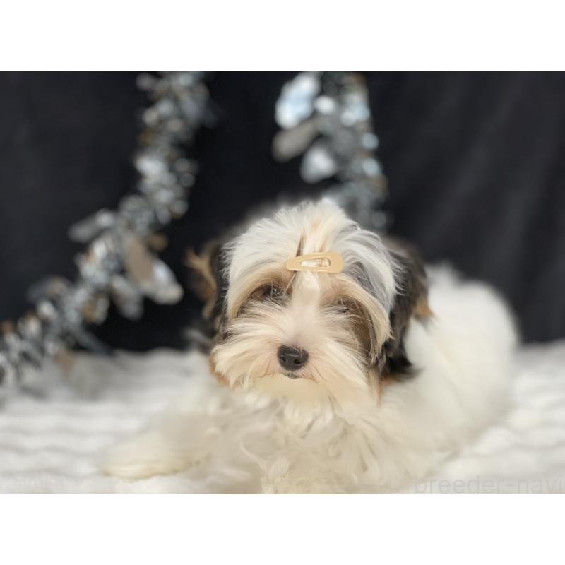 販売中の大分県のビューワーテリア-394320の6枚目