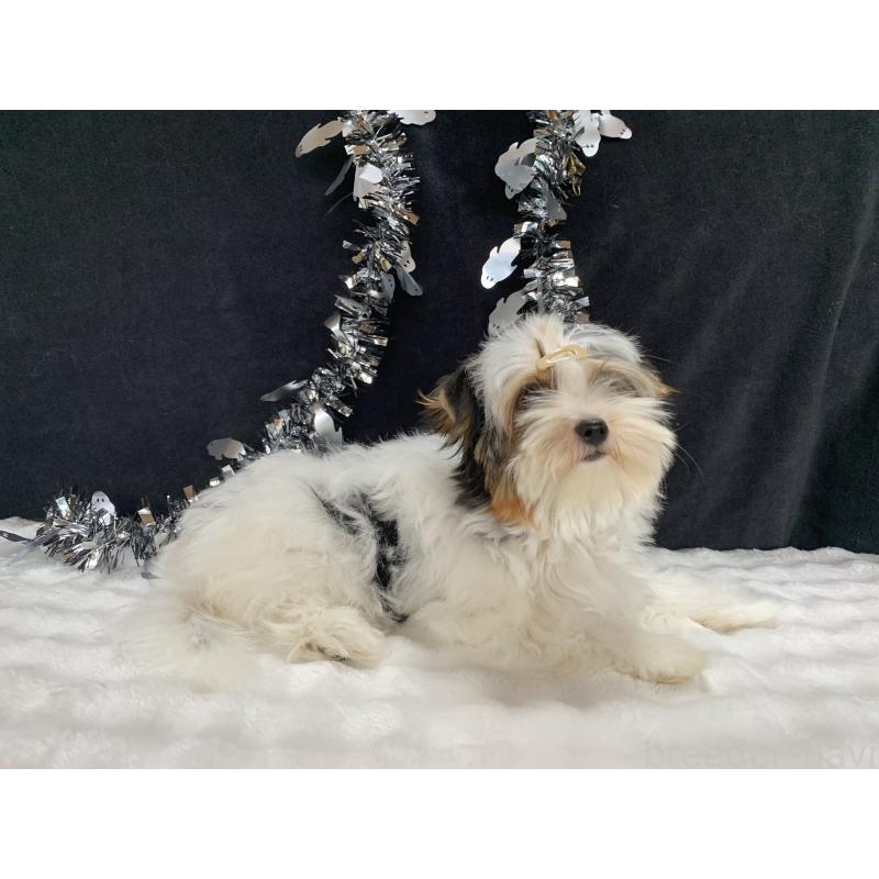 販売中の大分県のビューワーテリア-394320の5枚目