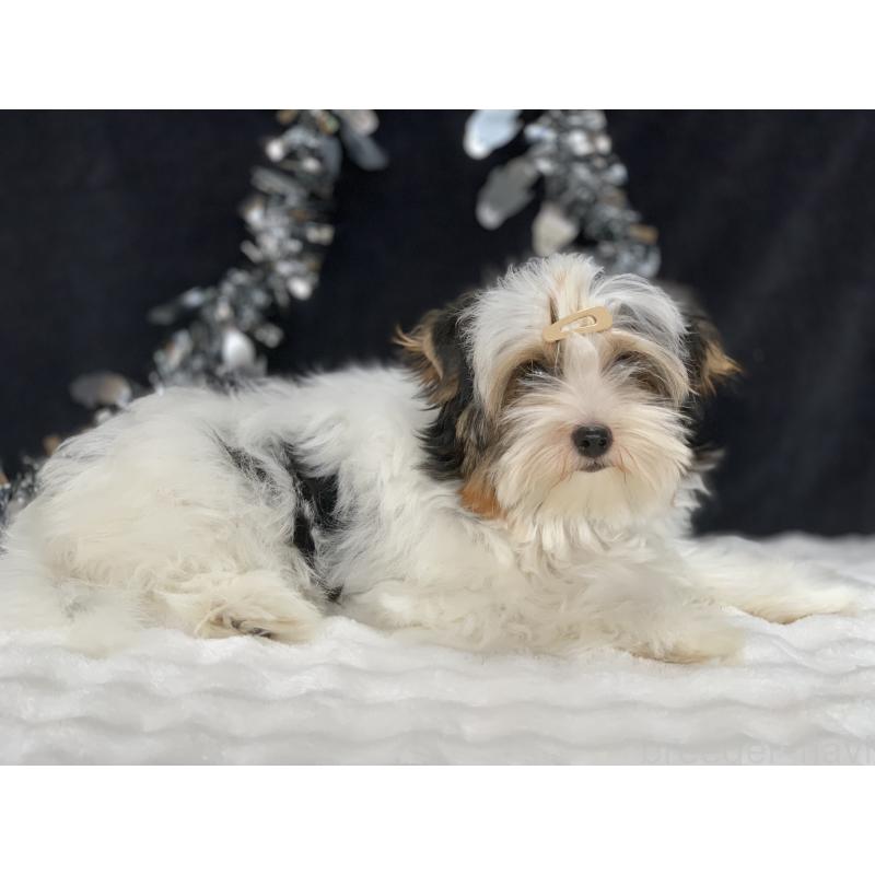 販売中の大分県のビューワーテリア-394320の4枚目