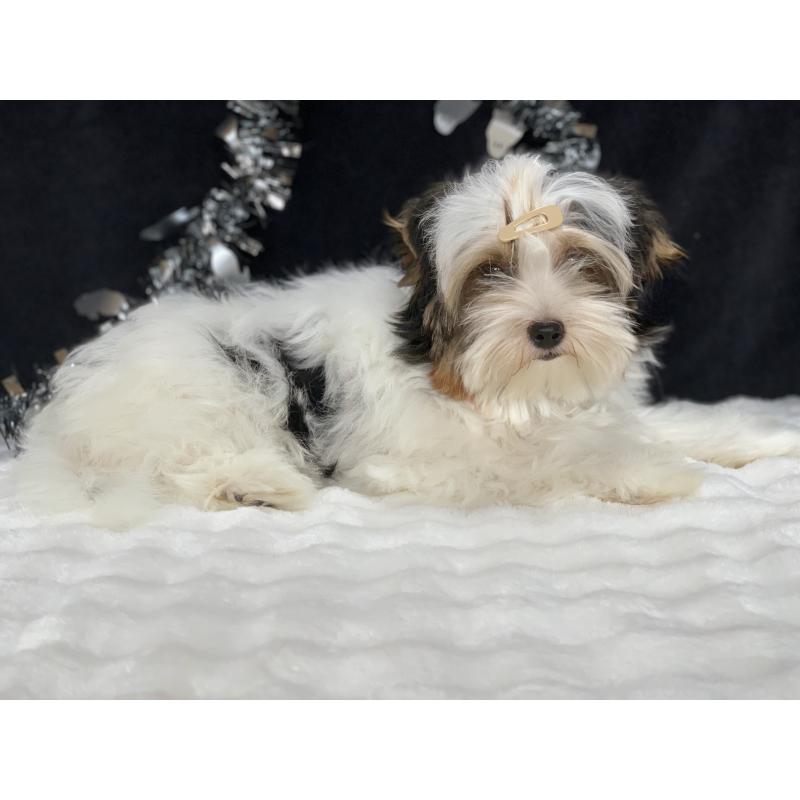 販売中の大分県のビューワーテリア-394320の3枚目