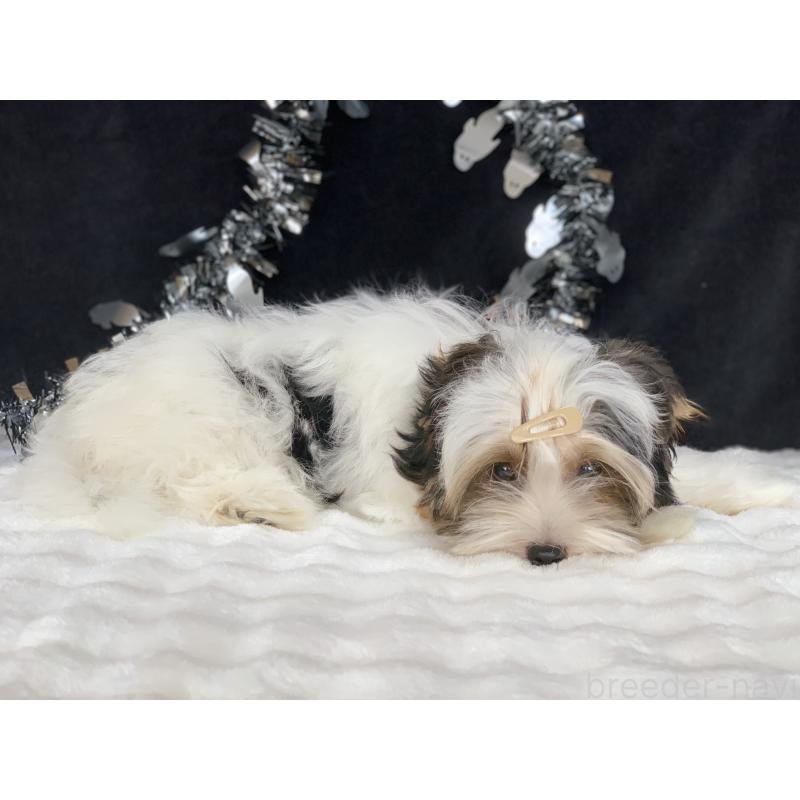 販売中の大分県のビューワーテリア-394320の2枚目