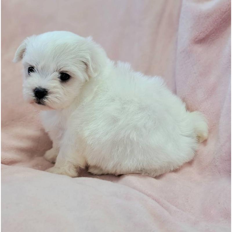 販売中の茨城県のマルチーズ-418093の3枚目