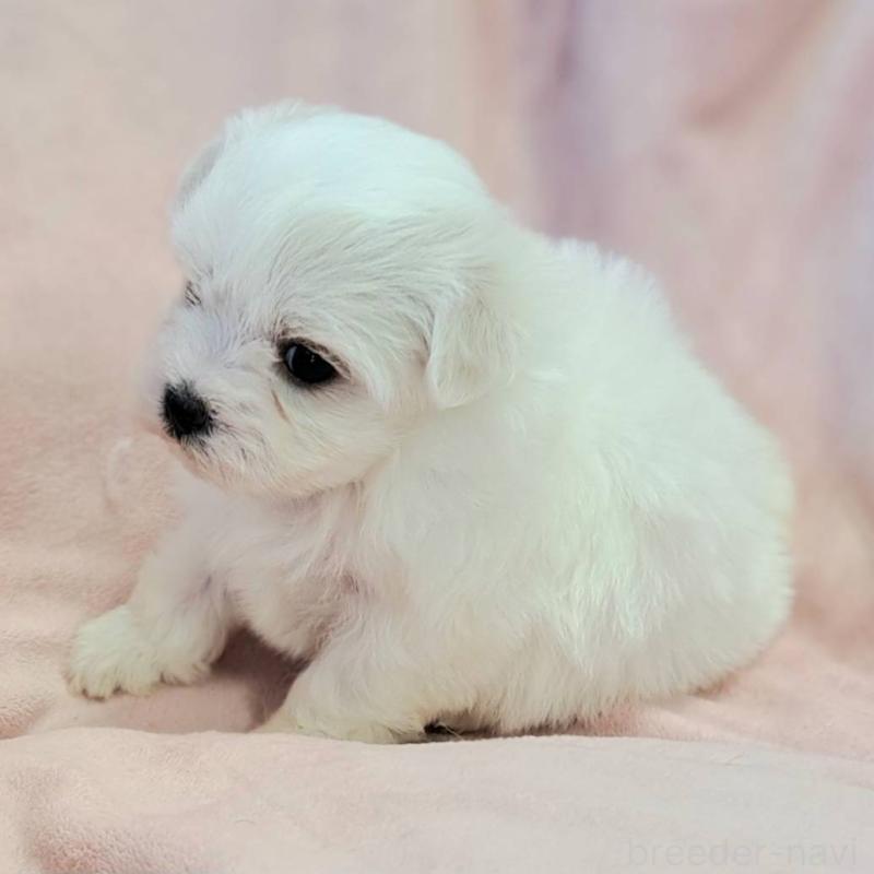 販売中の茨城県のマルチーズ-418093の2枚目