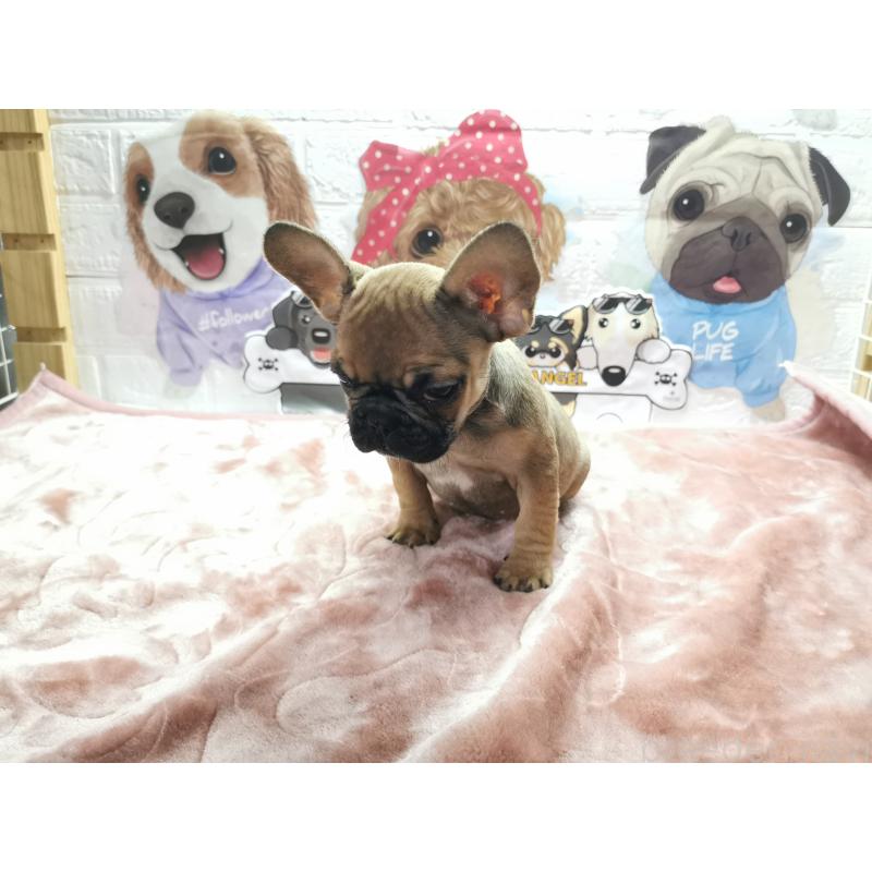 販売中の茨城県のフレンチブルドッグ-418106の6枚目