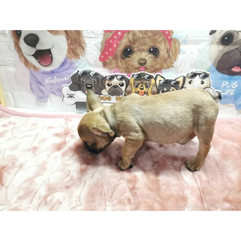 販売中の茨城県のフレンチブルドッグ-418106の3枚目