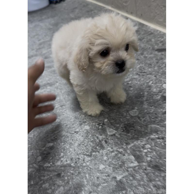 販売中の福岡県のミックス犬-415272の7枚目