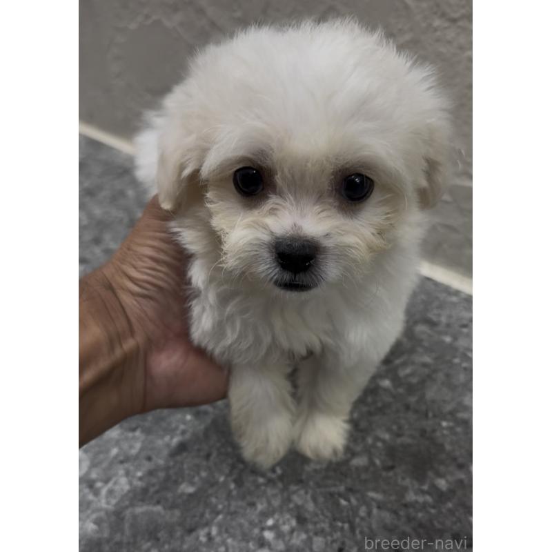 販売中の福岡県のミックス犬-415304の9枚目