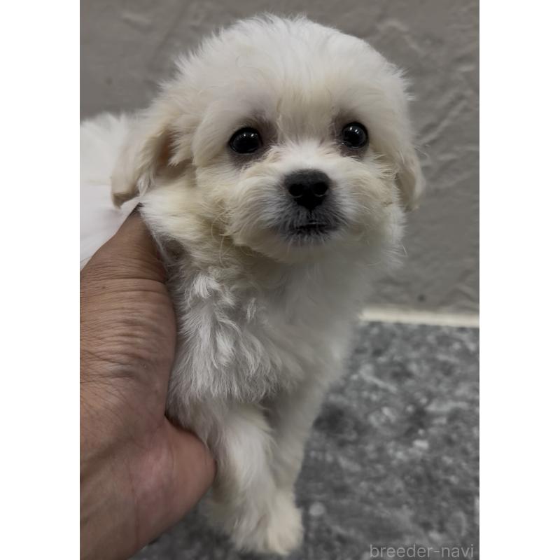 販売中の福岡県のミックス犬-415304の8枚目