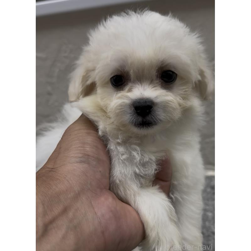 販売中の福岡県のミックス犬-415304の7枚目