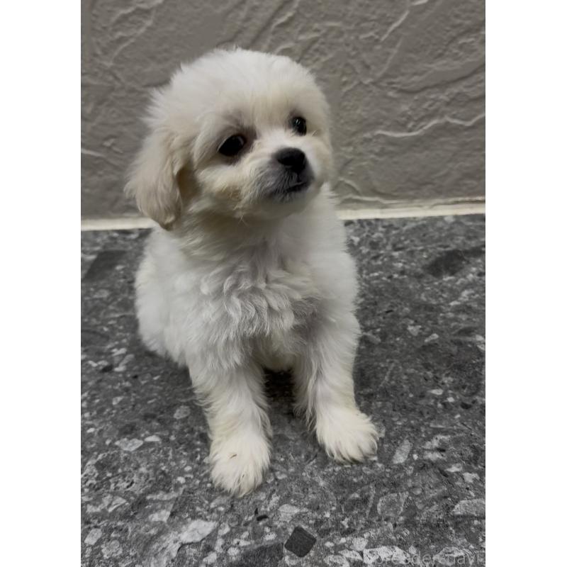 販売中の福岡県のミックス犬-415304の6枚目