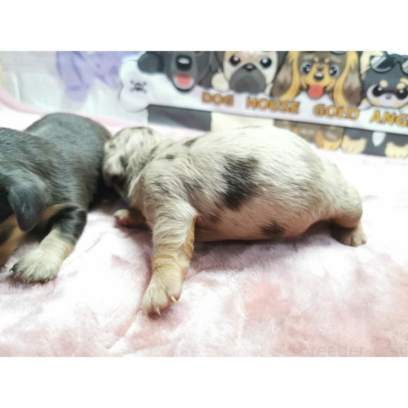 販売中の茨城県のカニンヘンダックスフンド(ロングヘアード)-418123の4枚目