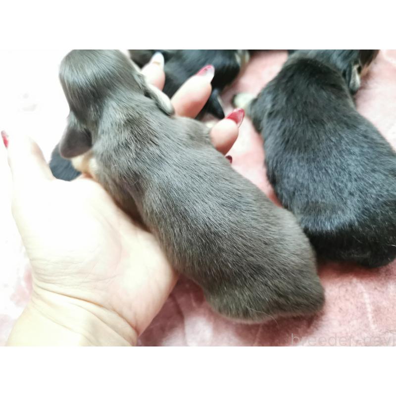 販売中の茨城県のカニンヘンダックスフンド(ロングヘアード)-418130の2枚目