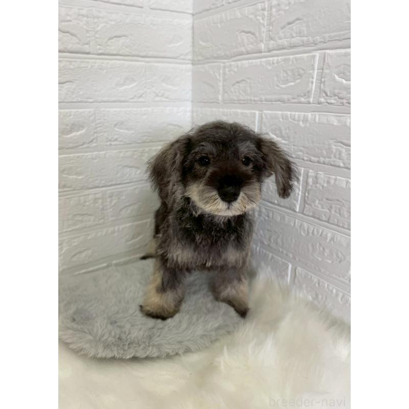 成約済の岡山県のミニチュアシュナウザー-412959の18枚目