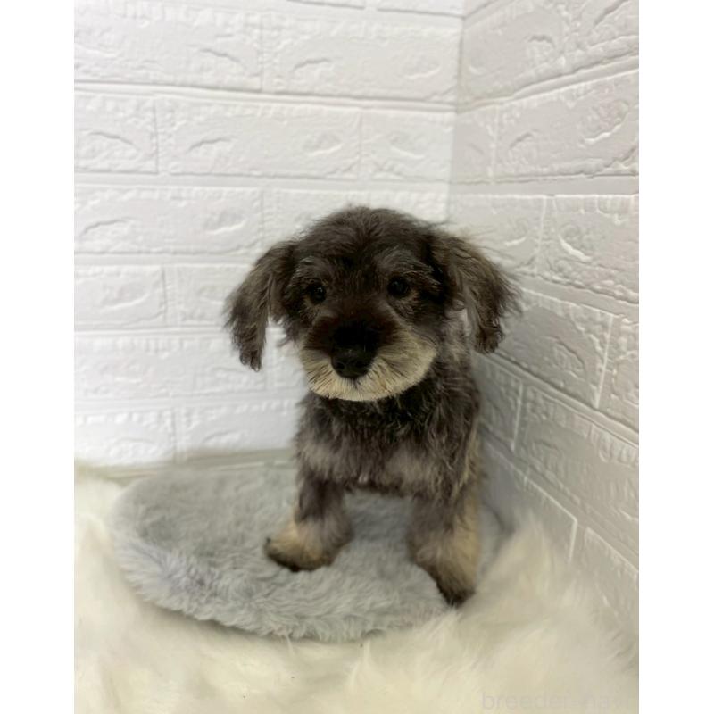 成約済の岡山県のミニチュアシュナウザー-412959の17枚目