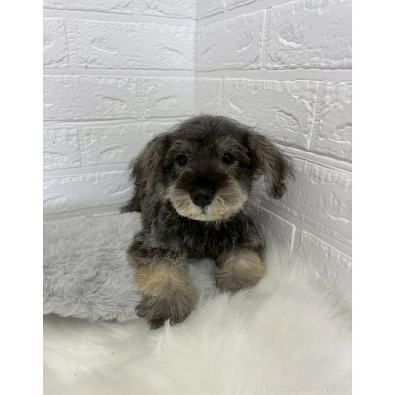 成約済の岡山県のミニチュアシュナウザー-412959の16枚目