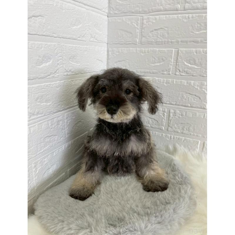 成約済の岡山県のミニチュアシュナウザー-412959の13枚目