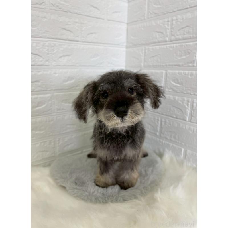 成約済の岡山県のミニチュアシュナウザー-412959の11枚目