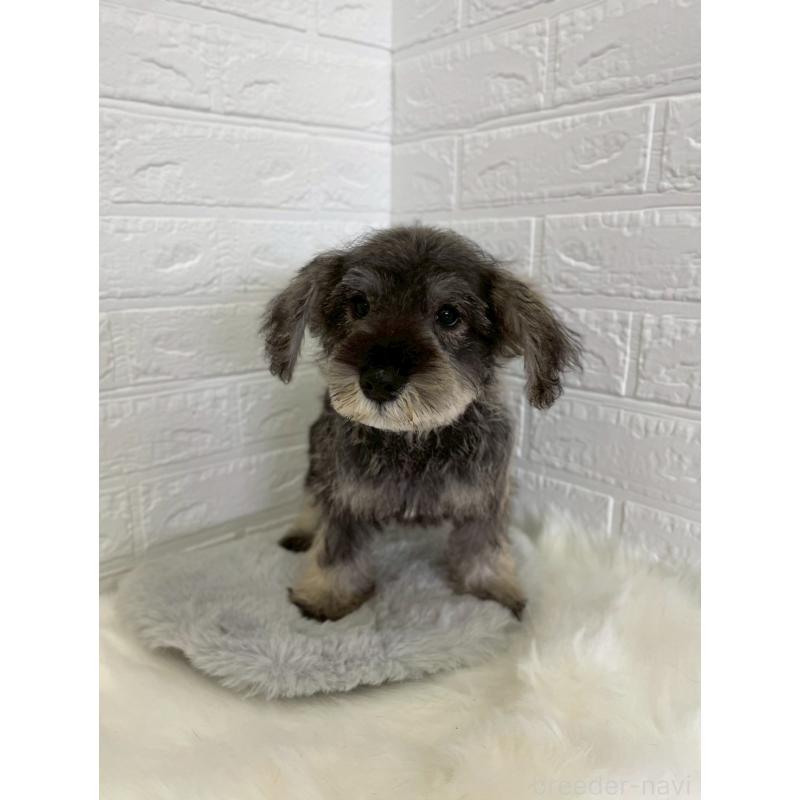 成約済の岡山県のミニチュアシュナウザー-412959の10枚目