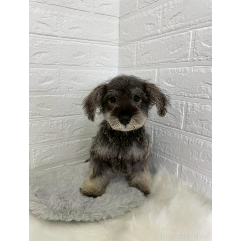 成約済の岡山県のミニチュアシュナウザー-412959の9枚目