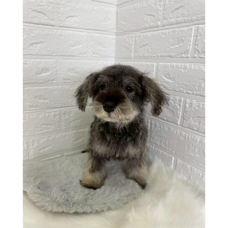 成約済の岡山県のミニチュアシュナウザー-412959の8枚目