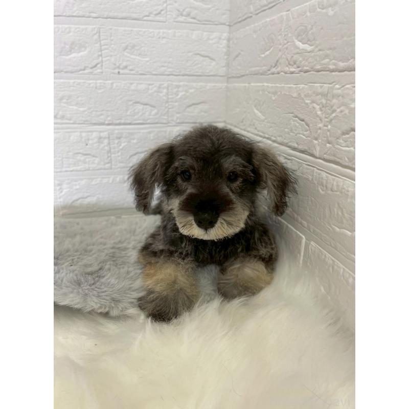 成約済の岡山県のミニチュアシュナウザー-412959の5枚目