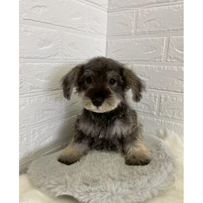 成約済の岡山県のミニチュアシュナウザー-412959の4枚目