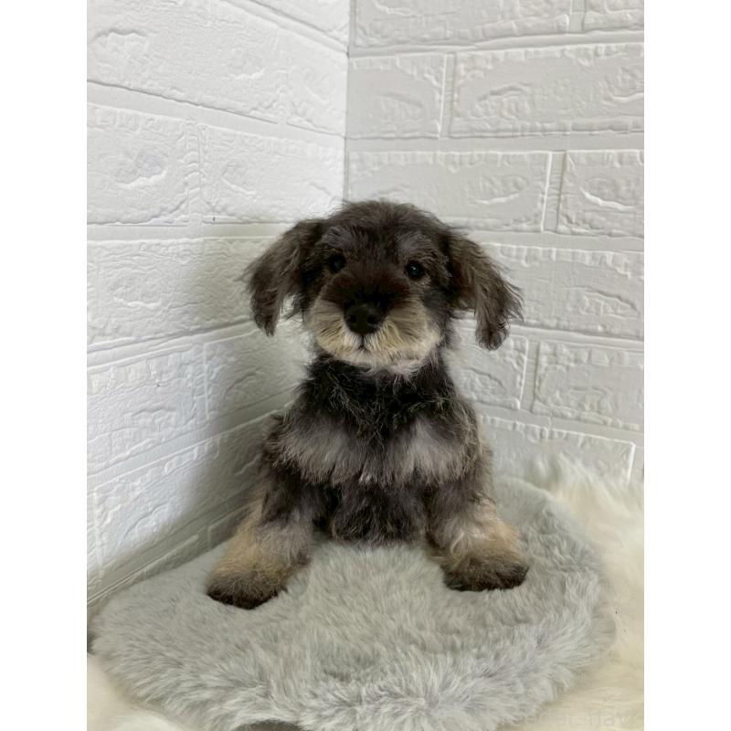 成約済の岡山県のミニチュアシュナウザー-412959の3枚目