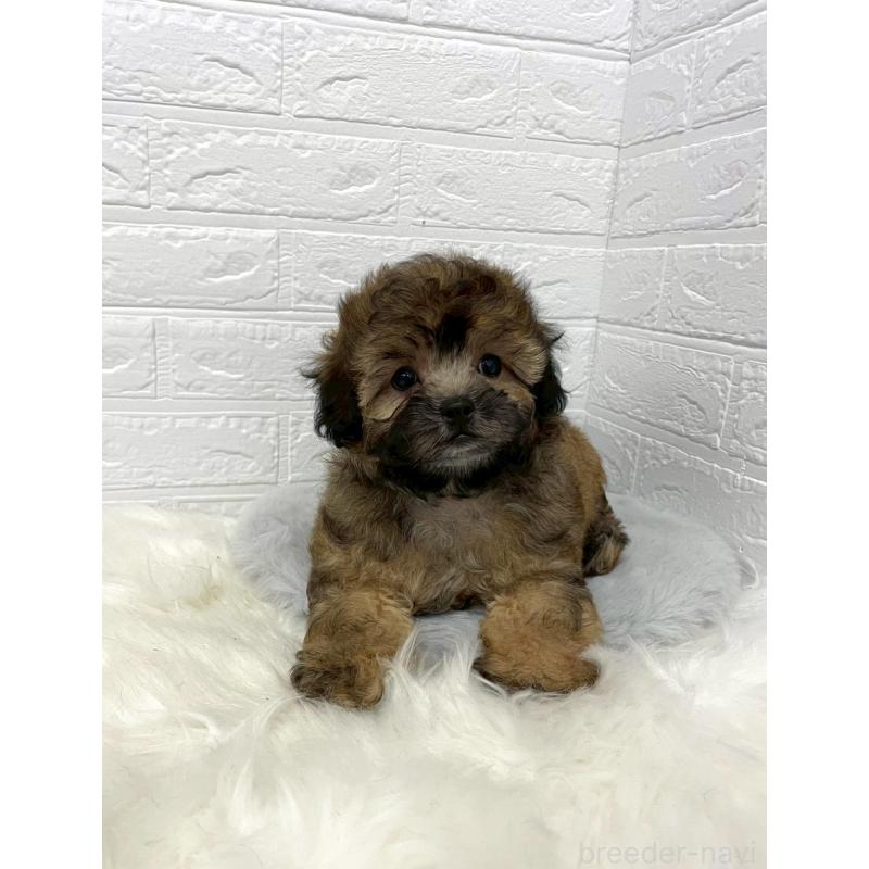 販売中の岡山県のミックス犬-411572の12枚目