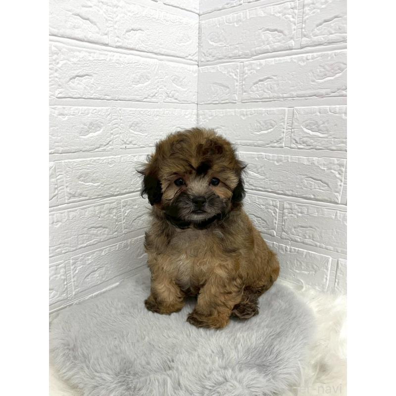 販売中の岡山県のミックス犬-411572の9枚目