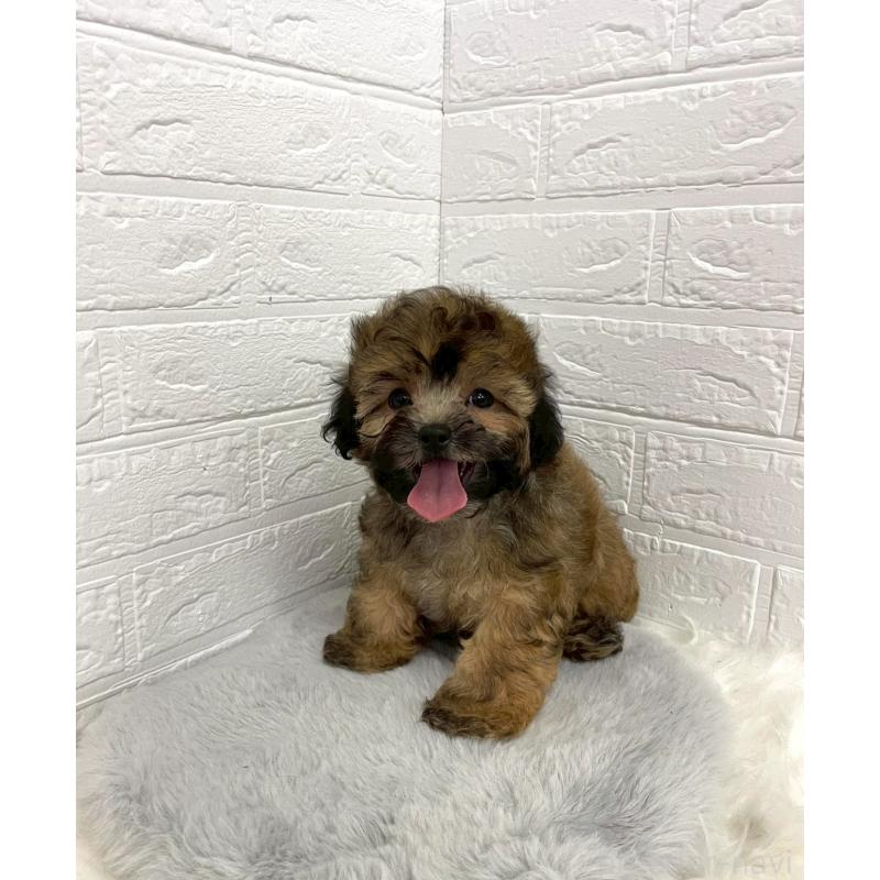 販売中の岡山県のミックス犬-411572の8枚目