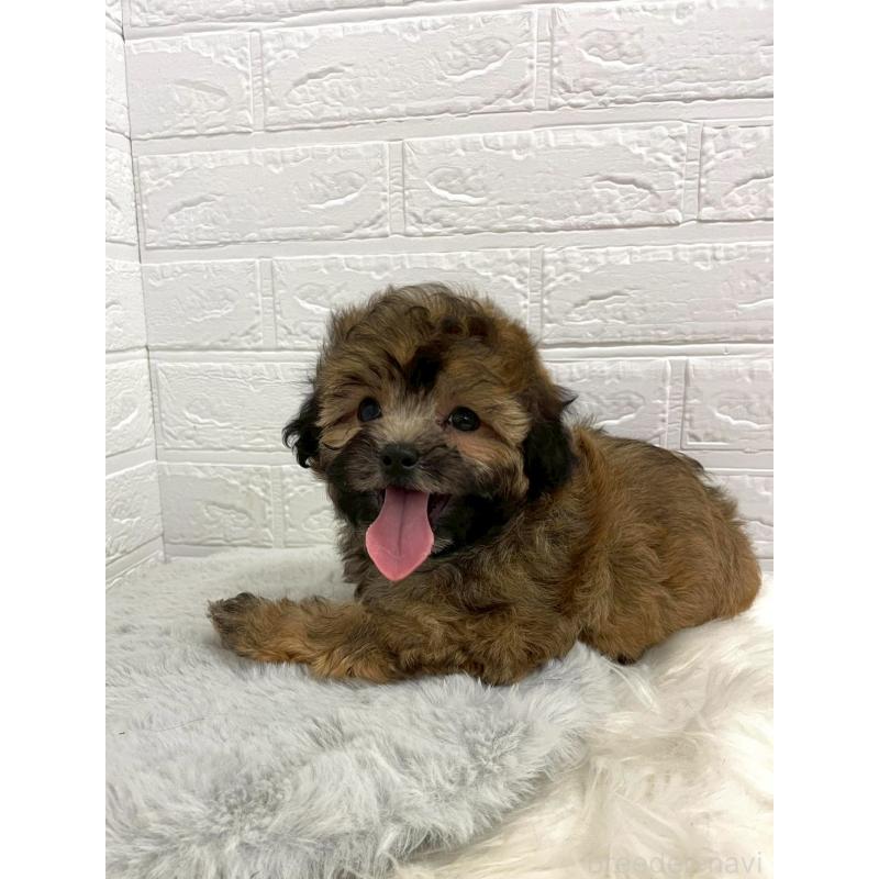 販売中の岡山県のミックス犬-411572の7枚目