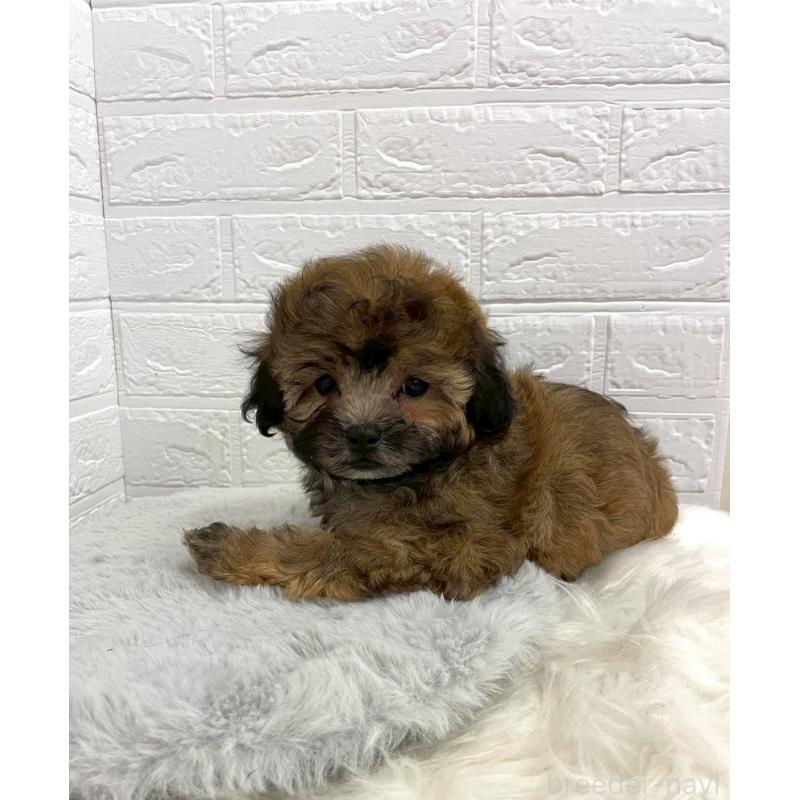 販売中の岡山県のミックス犬-411572の6枚目