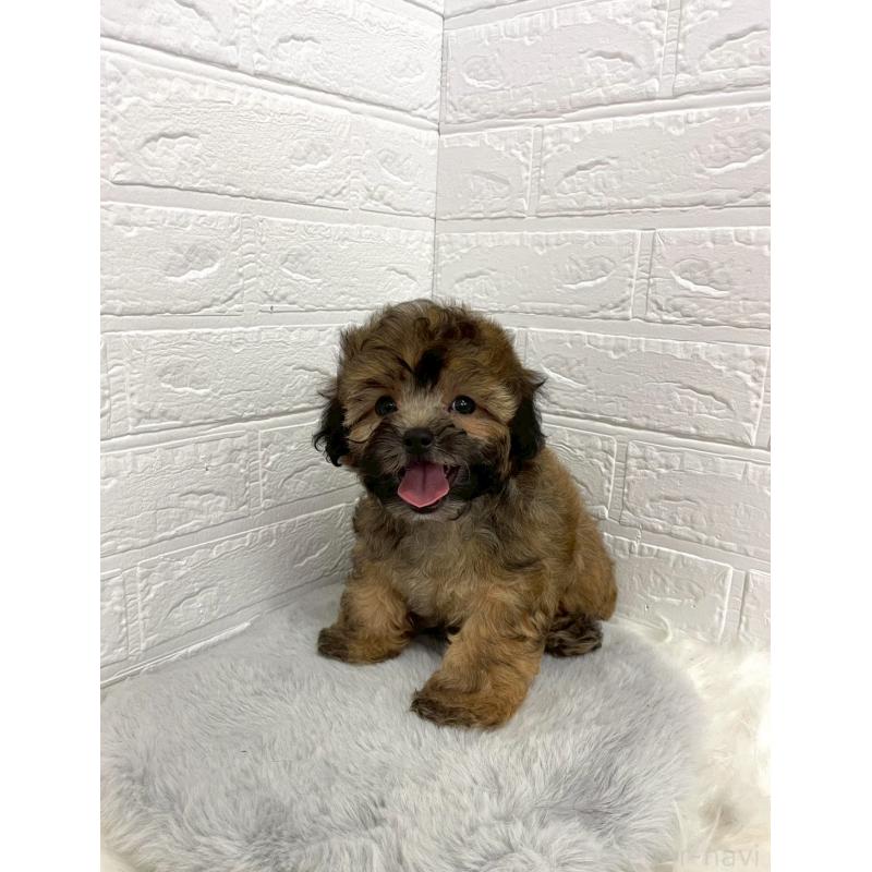 販売中の岡山県のミックス犬-411572の5枚目