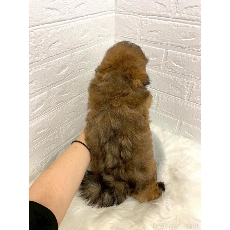販売中の岡山県のミックス犬-411572の4枚目