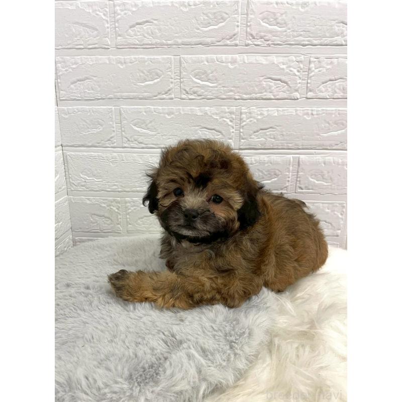 販売中の岡山県のミックス犬-411572の3枚目