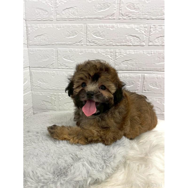 販売中の岡山県のミックス犬-411572の2枚目
