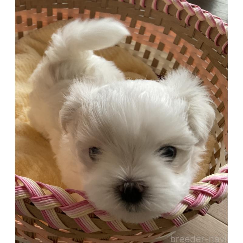 販売中の富山県のマルチーズ-411981の2枚目