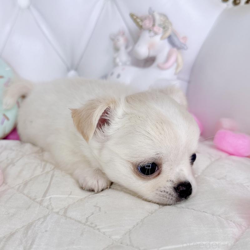 成約済の福岡県のチワワ(ロングコート)-416089の31枚目