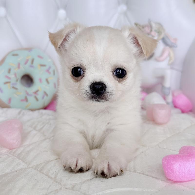 成約済の福岡県のチワワ(ロングコート)-416089の30枚目