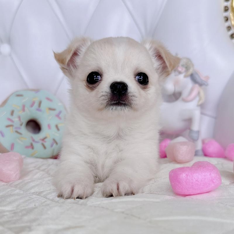 成約済の福岡県のチワワ(ロングコート)-416089の29枚目